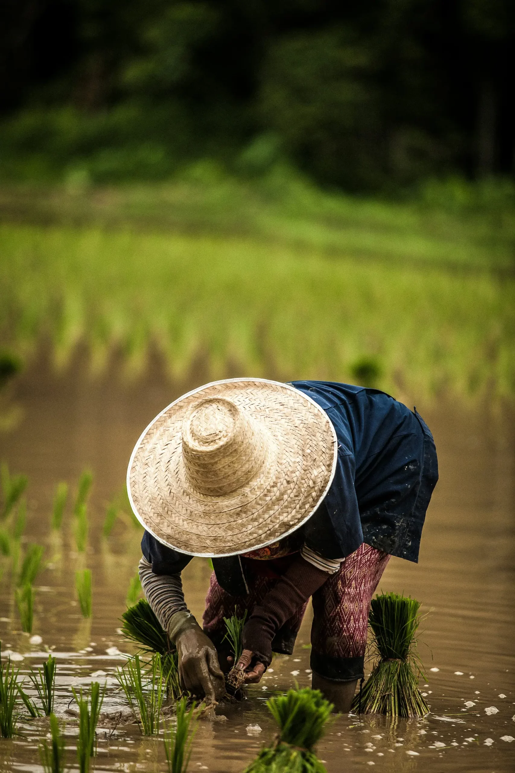 kindness man story of a farmer saving his village
