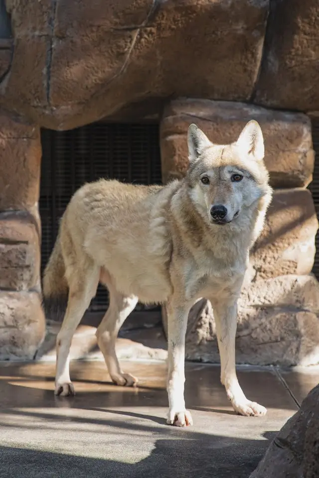 Livre Histoire Pierre et le Loup